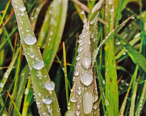 Photocard - Droplets