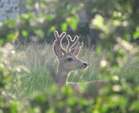 Photocard - Deer