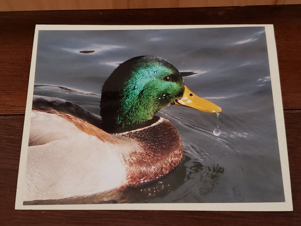 Photocard - Duck